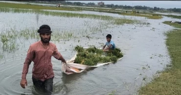 Unplanned embankments worsen flooding in Sunamganj haors; massive crop losses reported