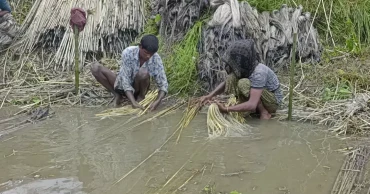 Natural disasters cause Tk 105cr loss in Kurigram’s agri sector this year