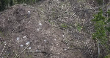 Indonesian forests supplying global biomass energy endangering environment  
