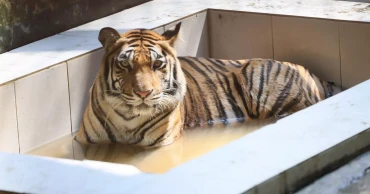 Beating the heat: Zoo animals seek relief in waterbodies as heatwave grips Dhaka