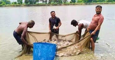 A Tk 2,500 crore harvest from water: Daudkandi’s fisheries miracle