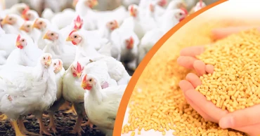 Govt moves to ensure safe animal feed, protect public health
