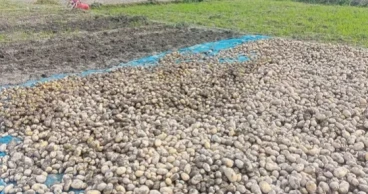 Untimely rain adds to misery of Rangpur potato farmers amid price crash