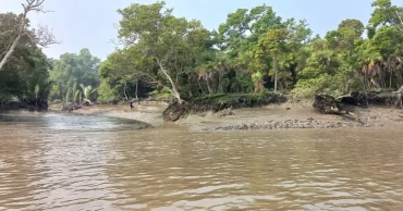 Sundarbans reopened to fishermen, tourists after three-month ban