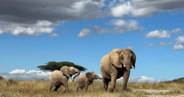 African elephants call each other by unique names, new study shows