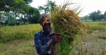 Golden harvests, rising straw prices bring smiles to Rangpur farmers