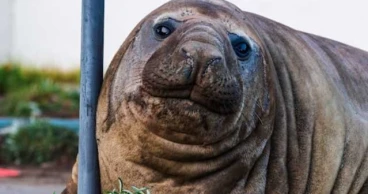 Neil the giant seal becomes a social media star