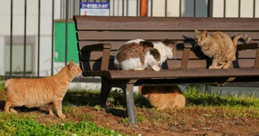 In Japan, Bobtail cats bring good fortune — and Nagasaki is full of them
