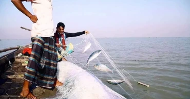 8-month ban on catching jatka hilsa begins tonight