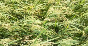 Hailstorms damage Boro crops in 4 Habiganj upazilas