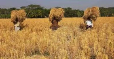 97 percent boro paddy harvested in Haor areas: Agri Ministry