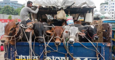 Medium-sized cattle leading buyers’ choice in Dhaka haats