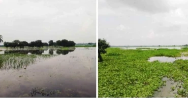 500 acres of cropland go under water amid heavy rains in Jashore