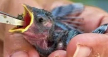 Extreme heat also threatens wildlife
