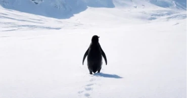 Why a lone nihilist penguin from a 2007 documentary goes viral