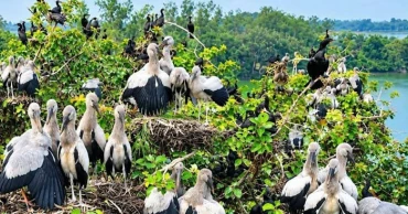 Sirajganj wetlands come alive with arrival of migratory birds