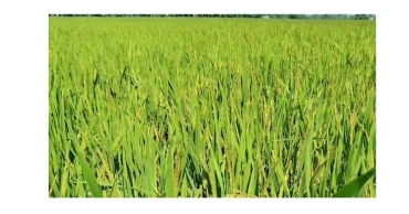 Pest infestation in Lalmonirhat’s aman paddy fields worries farmers