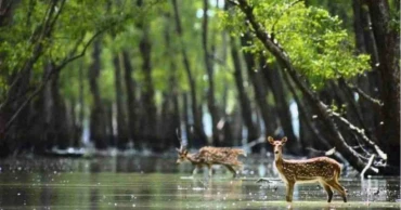 Nylon fence erected in 40 kms of Sundarbans to tackle human-wildlife conflict