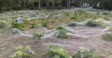 Thugs destroy farmer’s vegetable field, steal submersible pump in Kushtia