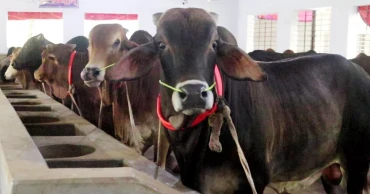 Naogaon farmers anxious over illegal Indian cattle entry ahead of Eid