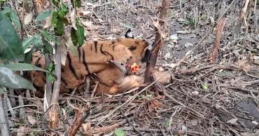 Rescued tigress from Sundarbans still in trauma, physically frail