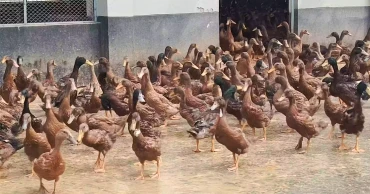 Hope on Hold: Duck farmers in Kurigram hit hard by duckling shortage