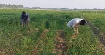Monsoon misses Kurigram; drought threatens Aman cultivation
