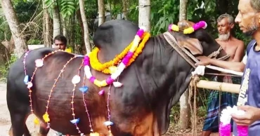 “Zayed Khan” priced at Tk 15 lakh sparks excitement in Chandpur cattle market