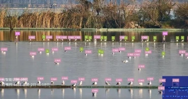 AI-powered bird facial recognition enhances avian conservation efforts in China