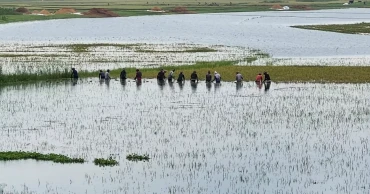 7,000 hectares of cropland inundated by continuous rain in Kishoreganj