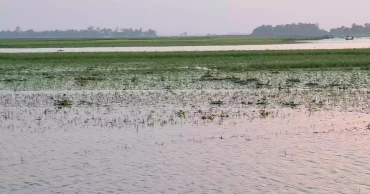 Vast tracts of boro crops submerged in Habiganj due to rain