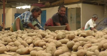 Delays push up cost of seed potato project to Tk 1,138.74 crore