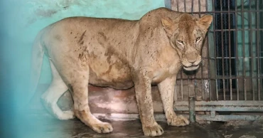 Lioness brought back to National Zoo cage after one hour of escape