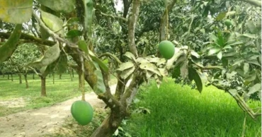 Rangpur’s Haribhanga mango expected to exceed Tk 250cr in trade as harvest nears
