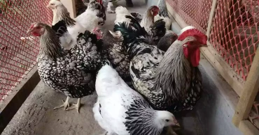 A pair of chicken costs Tk 70,000!