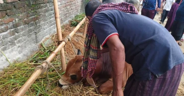 Mixed emotions at capital’s cattle markets as traders part with sacrificial animals 