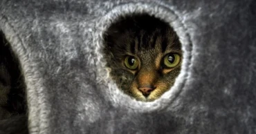 US colleges welcome pets in dorms to ease students’ stress