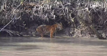 Conservation projects paying fruit as Sundarbans witness increase in tiger population