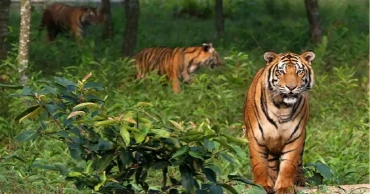 Sundarbans tiger population has increased by 11: Environment Adviser shares news census data