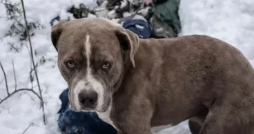 Pet dog guards owner’s body for 4 days amid freezing snowfall