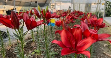 Liliums grown in Bagerhat show surprising promise for farmers