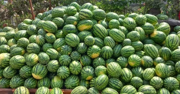 Bagerhat’s watermelon harvest brings a sweet summer promise