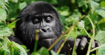Tourism boosts comeback of Uganda’s mountain gorillas