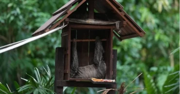 Rising exotic pet trade spurs calls for tighter international rules