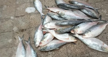 Hilsa slips out of reach as scarcity drives up prices in Khulna