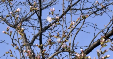 Japan’s cherry blossom season begins as first blooms confirmed in 3 cities