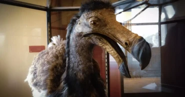 Scientists uncover dodo bird’s hidden sensory abilities