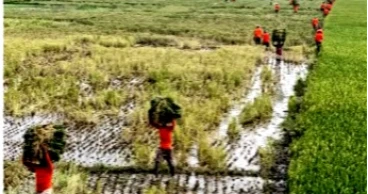 Broken haor roads drain profits as Sunamganj farmers struggle to move Boro paddy