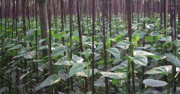 How betel cultivation changed the fortunes of three Naogaon villages