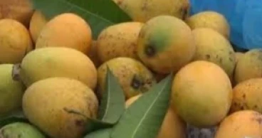 China keen to import Bangladeshi mangoes